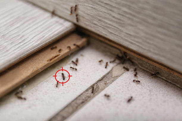 Wasp Removal Services in Altus, OK