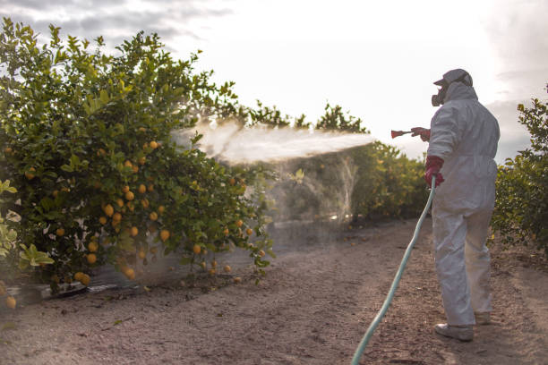 Best Termite Control Services  in Altus, OK